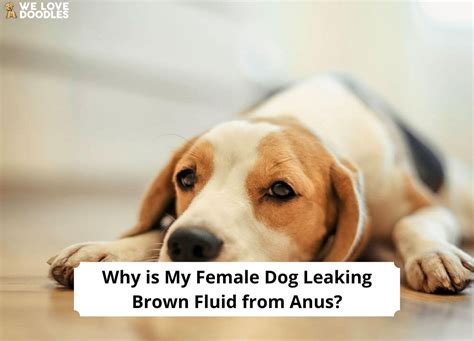 why is my dog leaking brown fluid|Why is My Female Dog Leaking Brown Fluid From Anus: 5 Causes